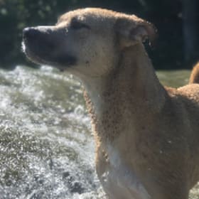 Koda