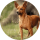Dina