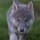 Khristina Larison