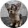 Teacup Chihuahua Puppies 