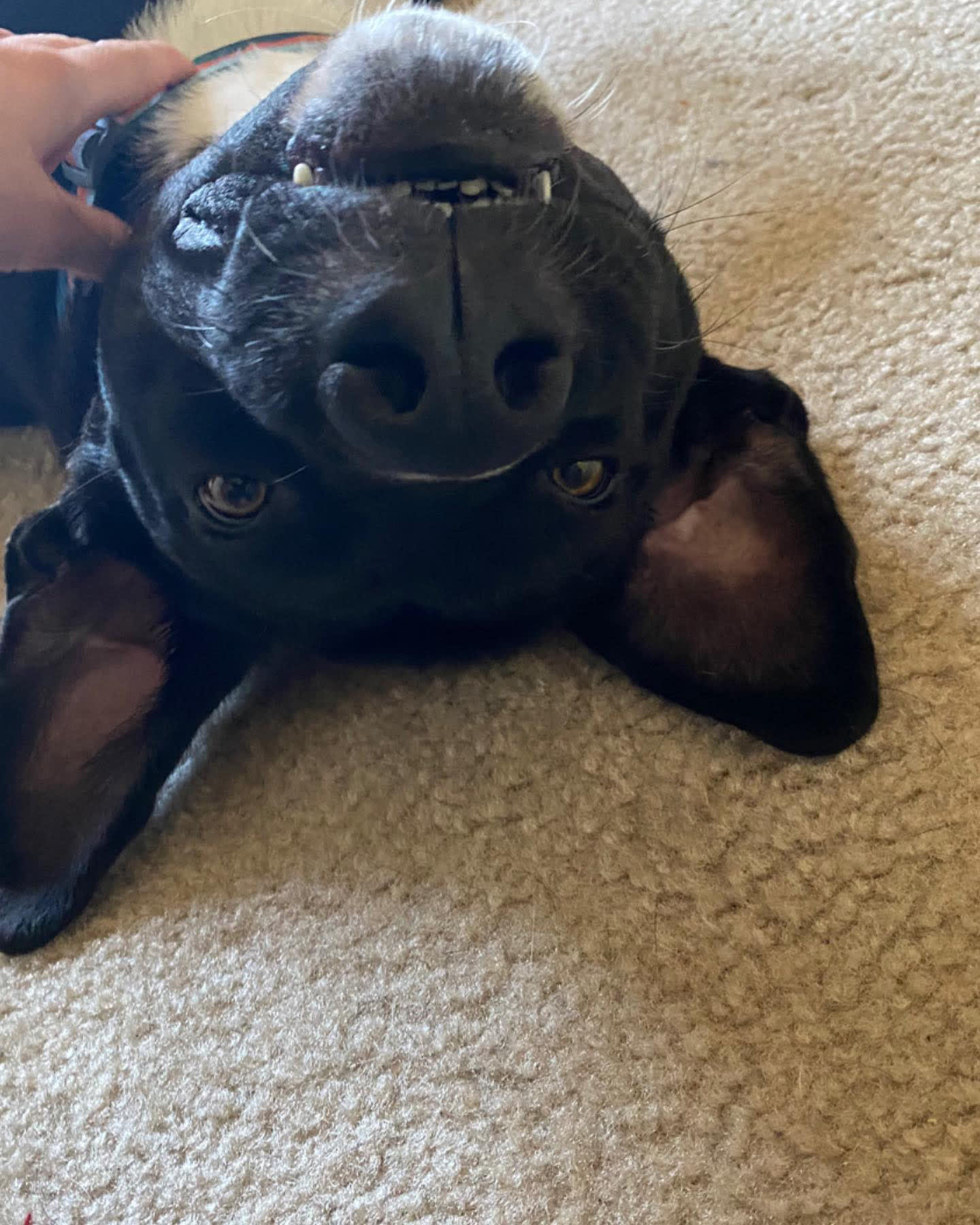 Louie Louie