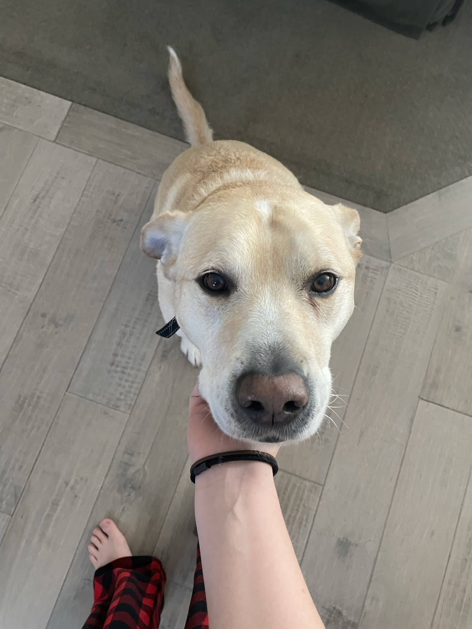 Otis Otis