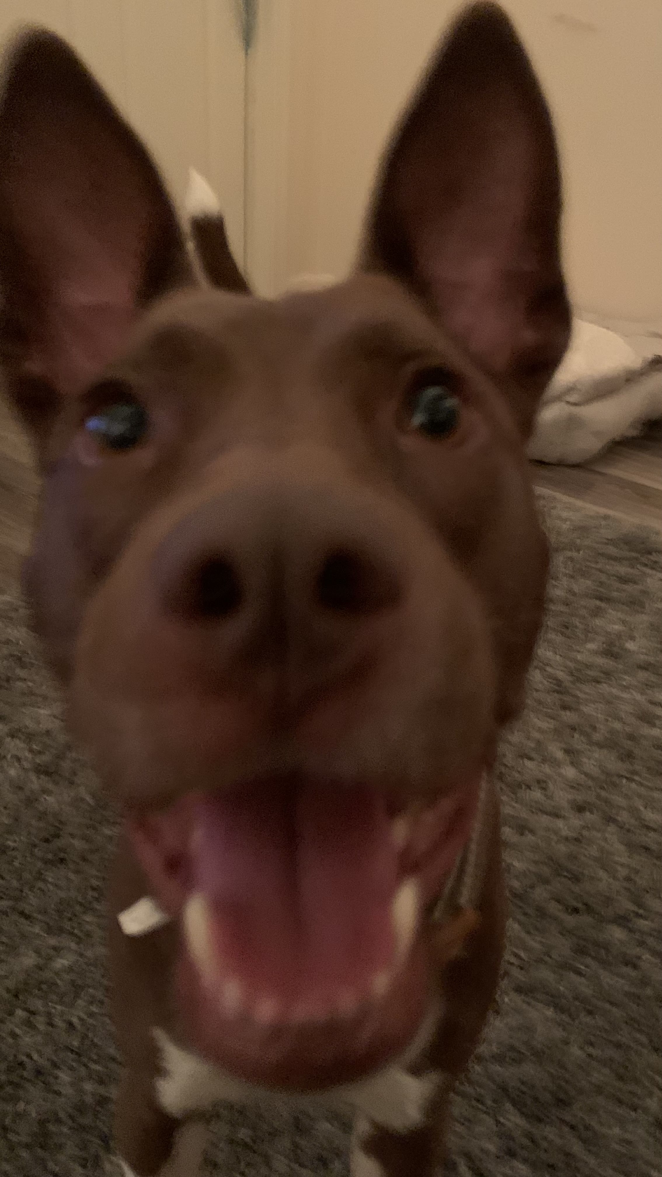 Max Max