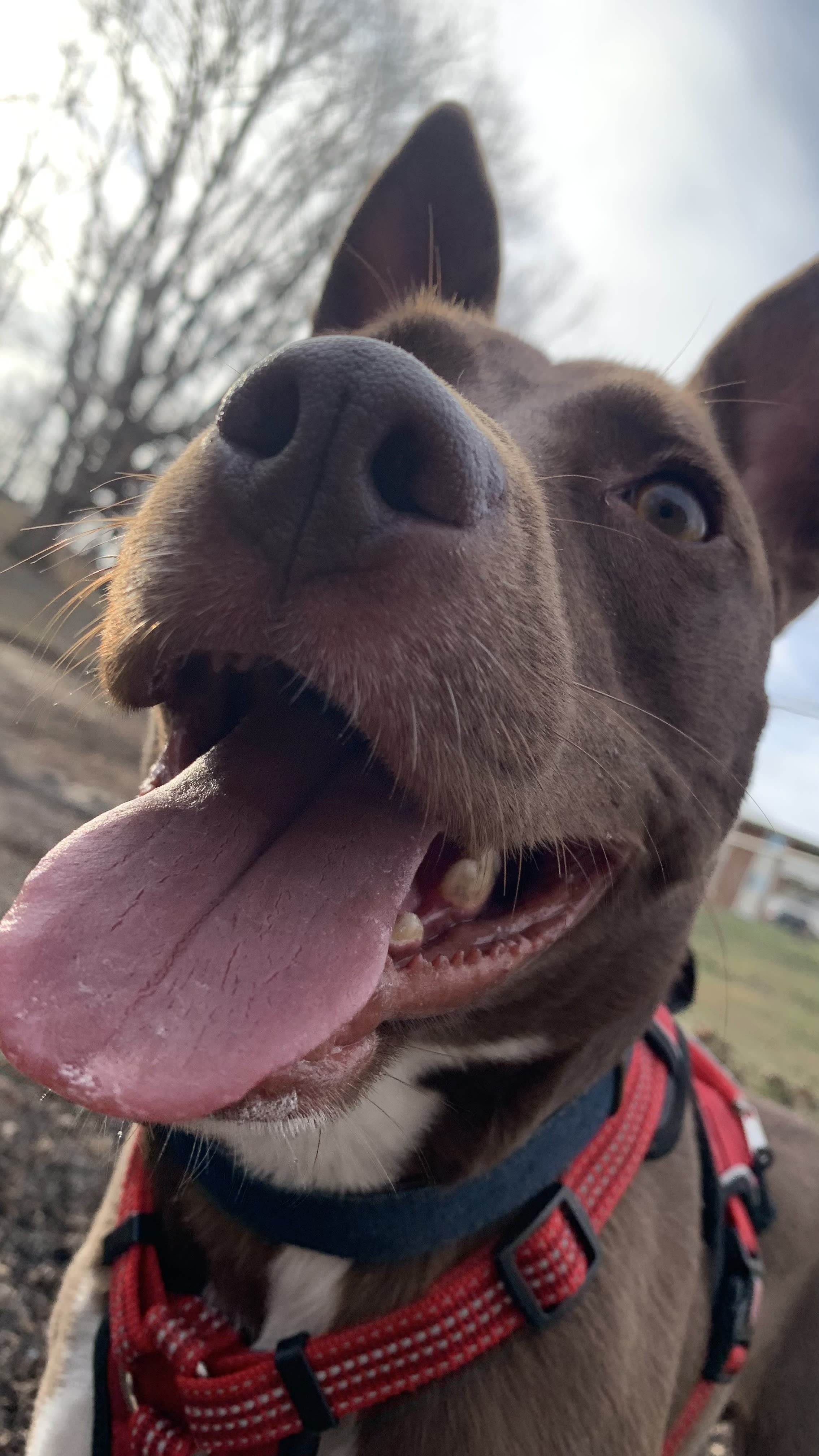 Max Max