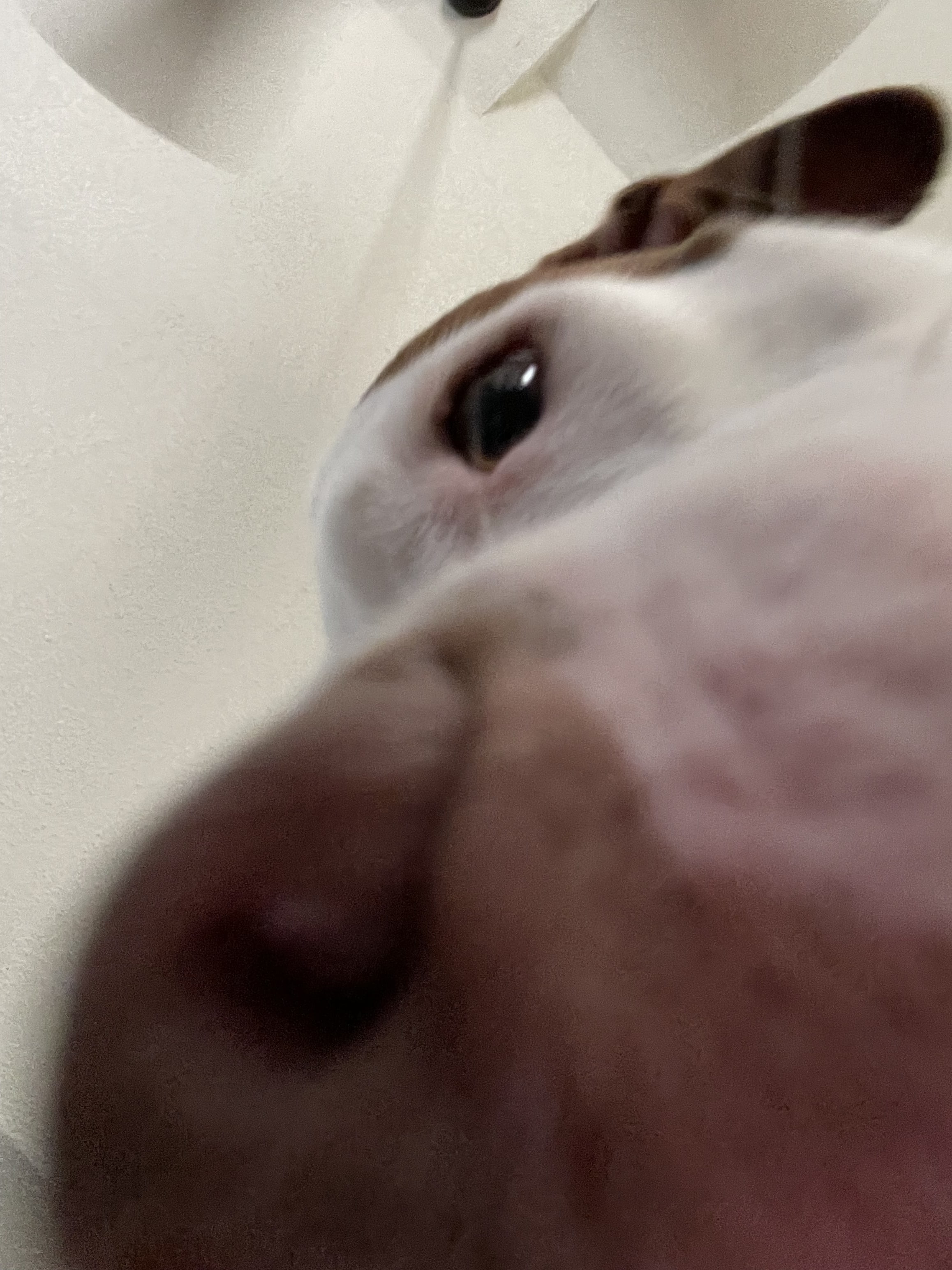 Copper Copper