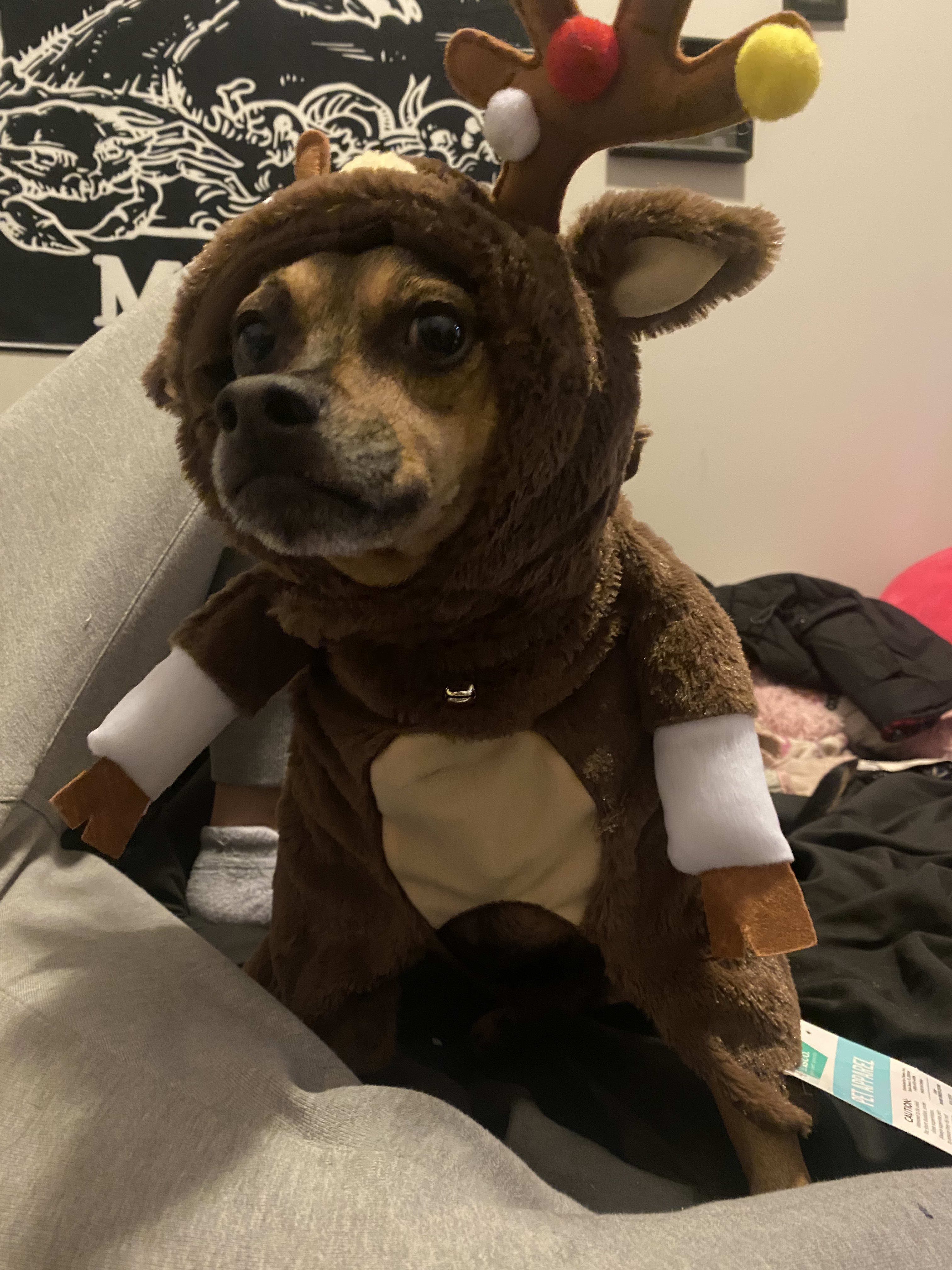 Teddy Teddy