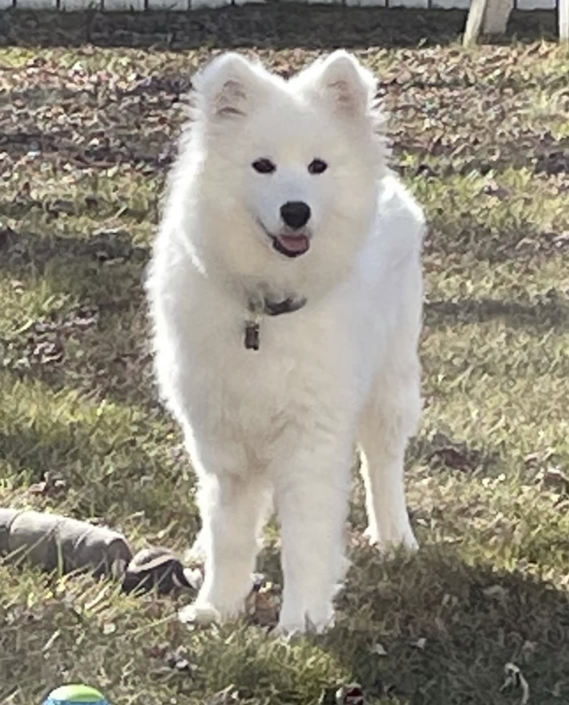 Ella Ella