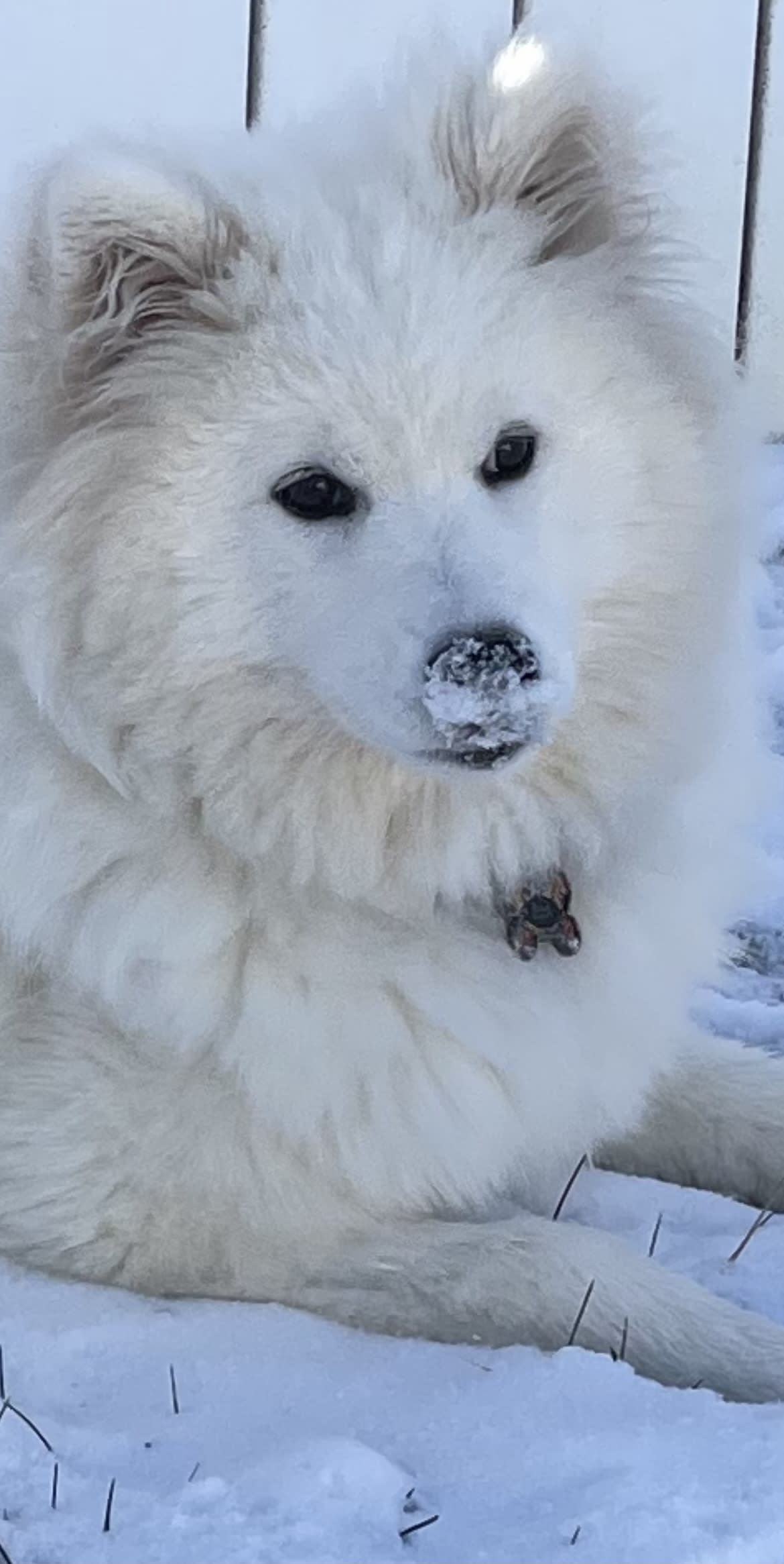 Ella Ella