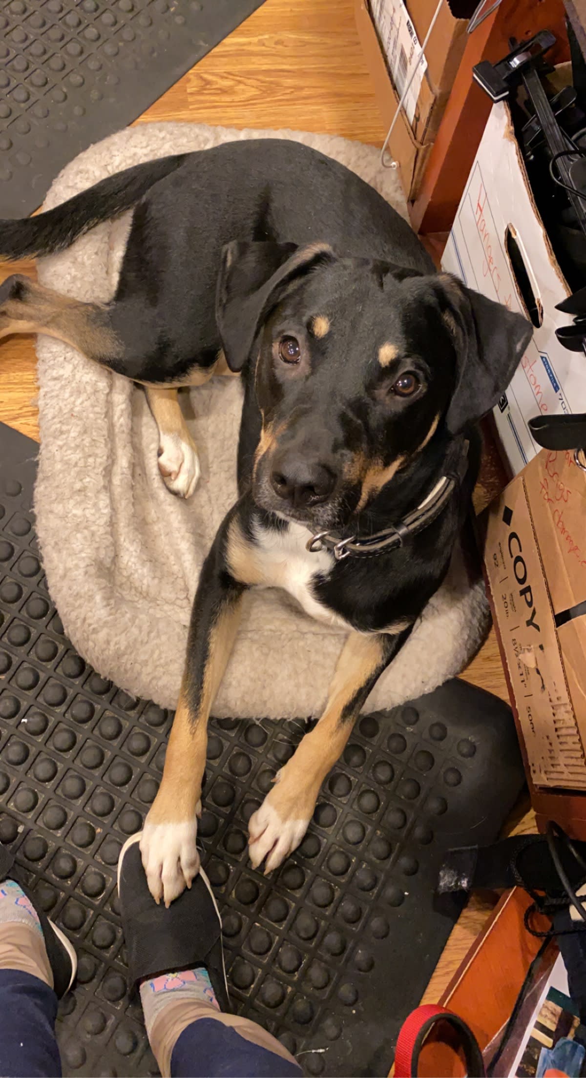 Klaus