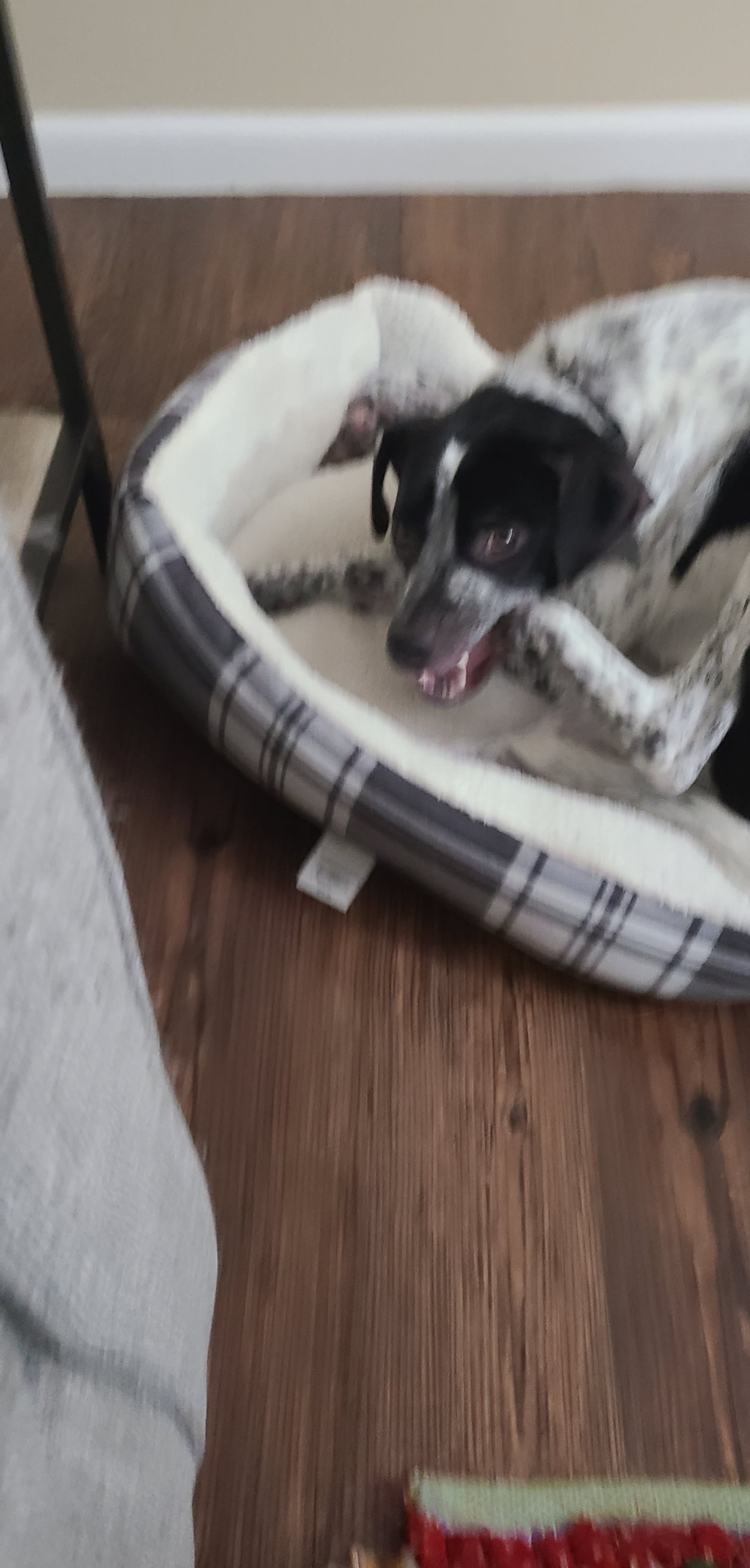 Gizmo Gizmo