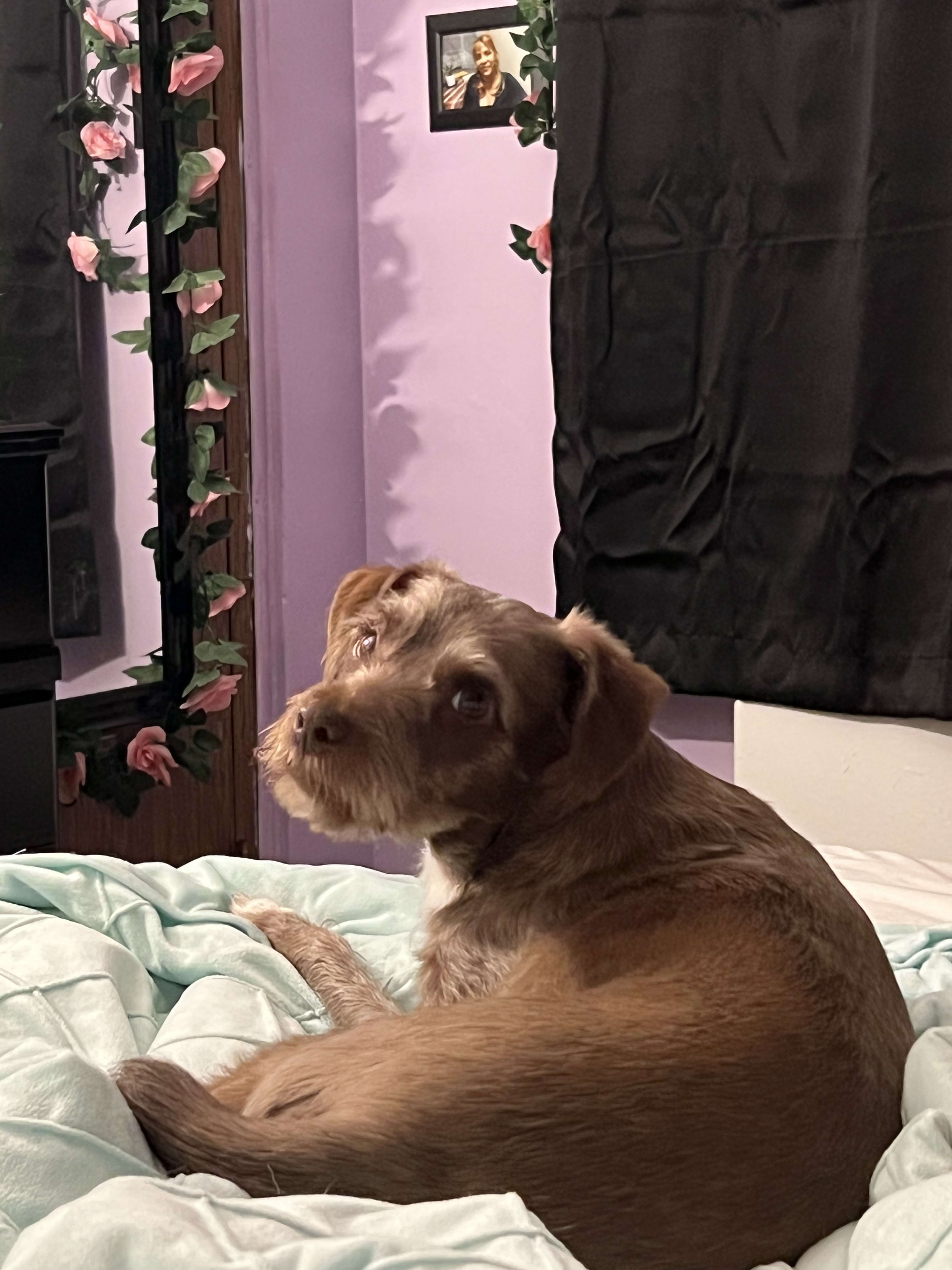 Canelo Canelo
