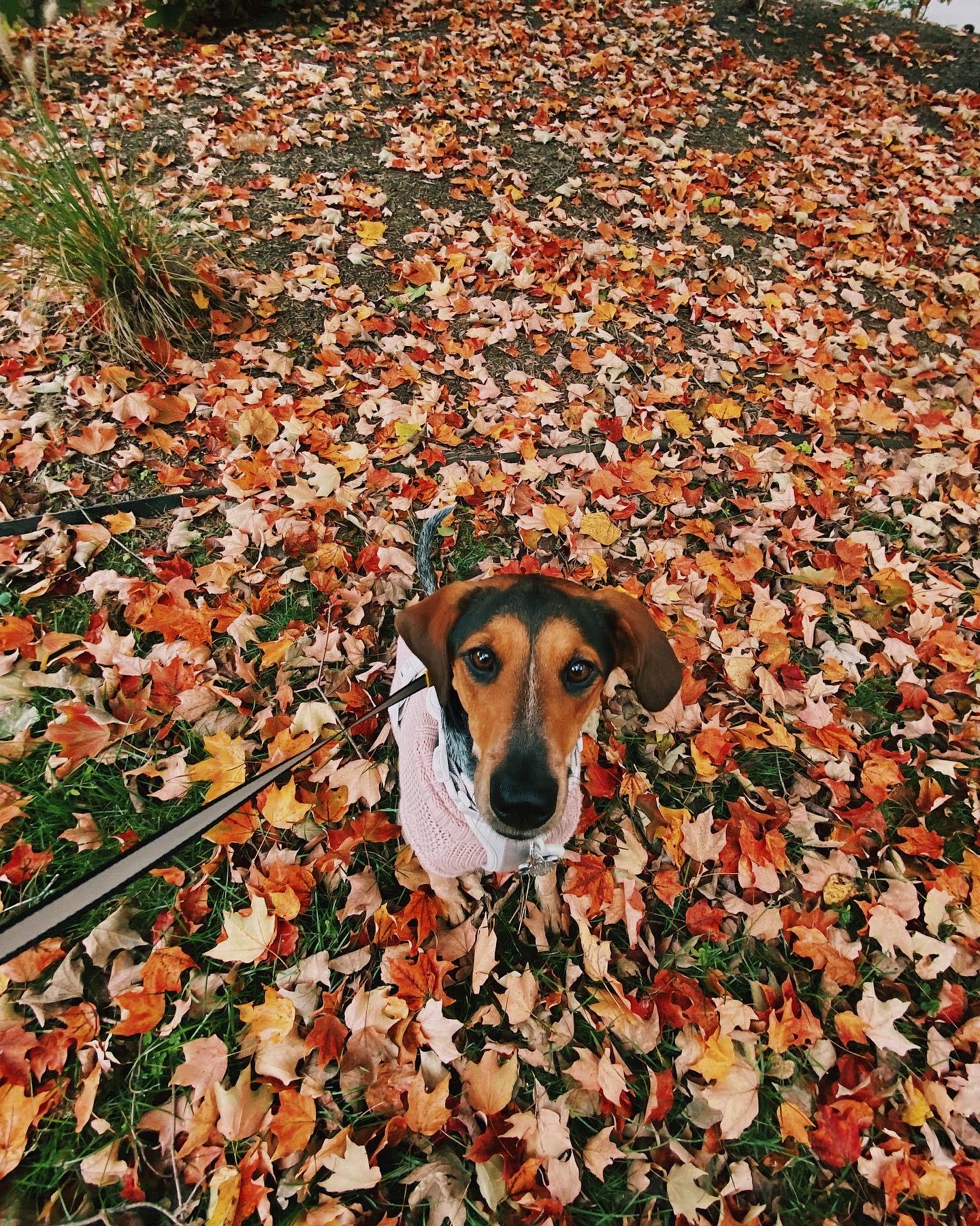 Marnie Marnie