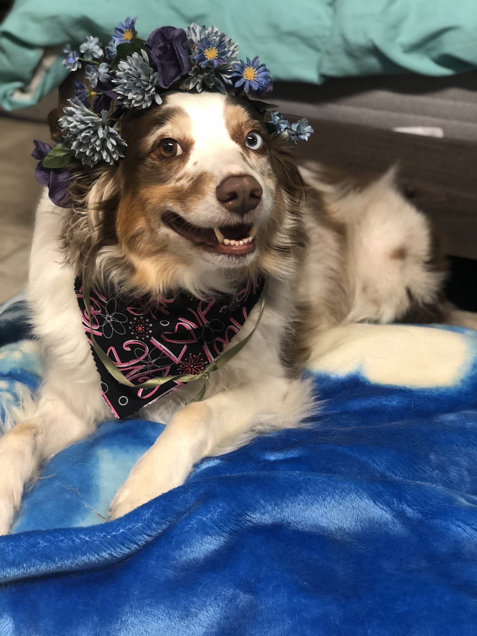 Indigo Indigo