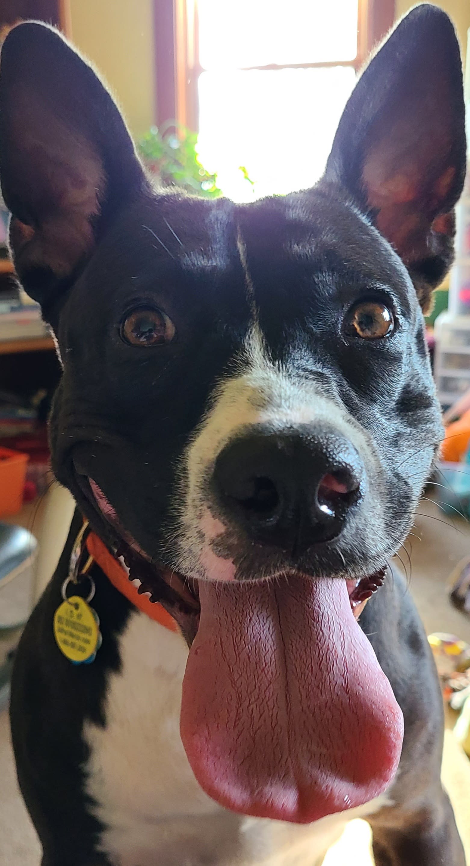 Lucy Lucy