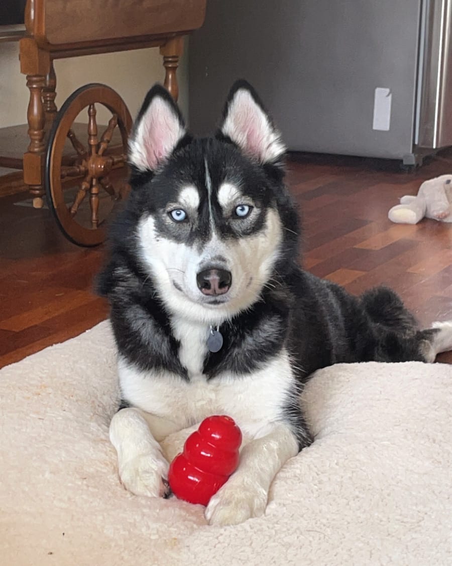 Meeko Meeko