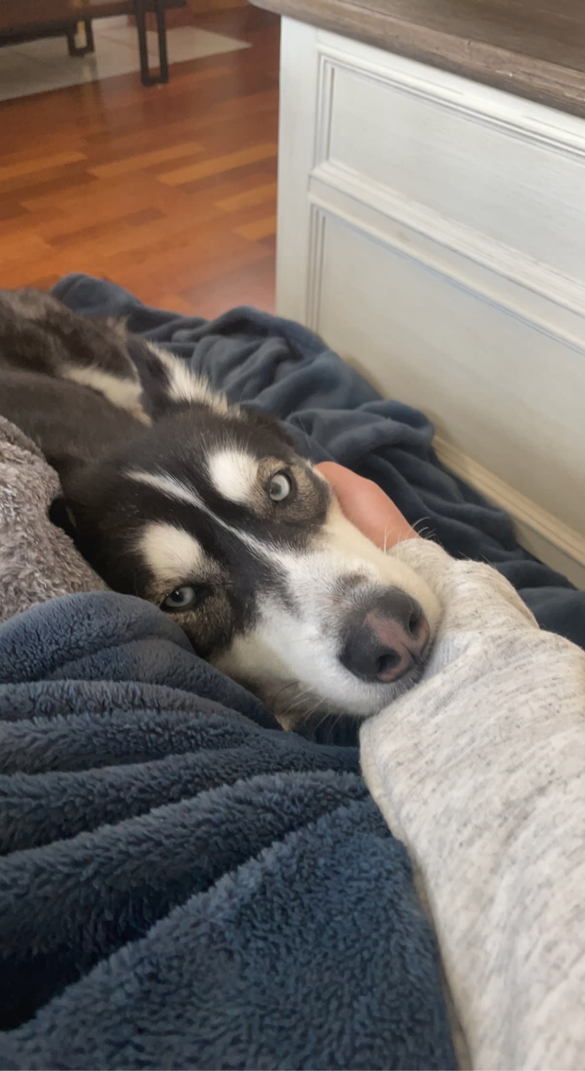 Meeko Meeko