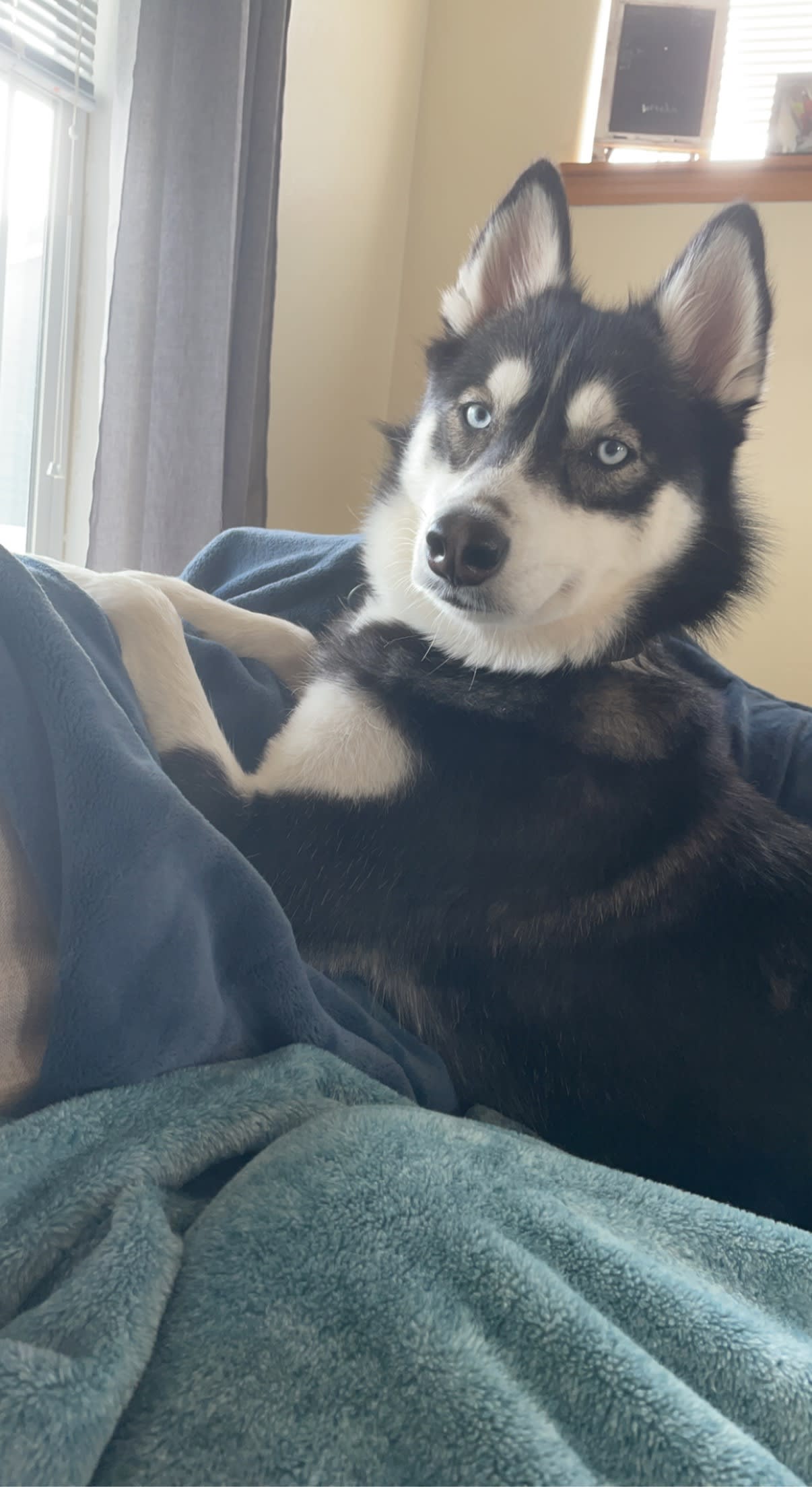 Meeko Meeko