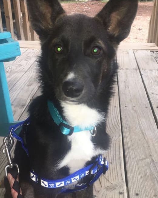 Luna Luna