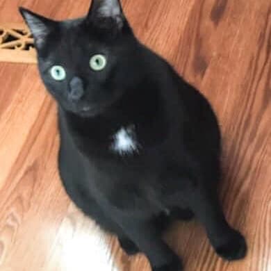 Artie Artie