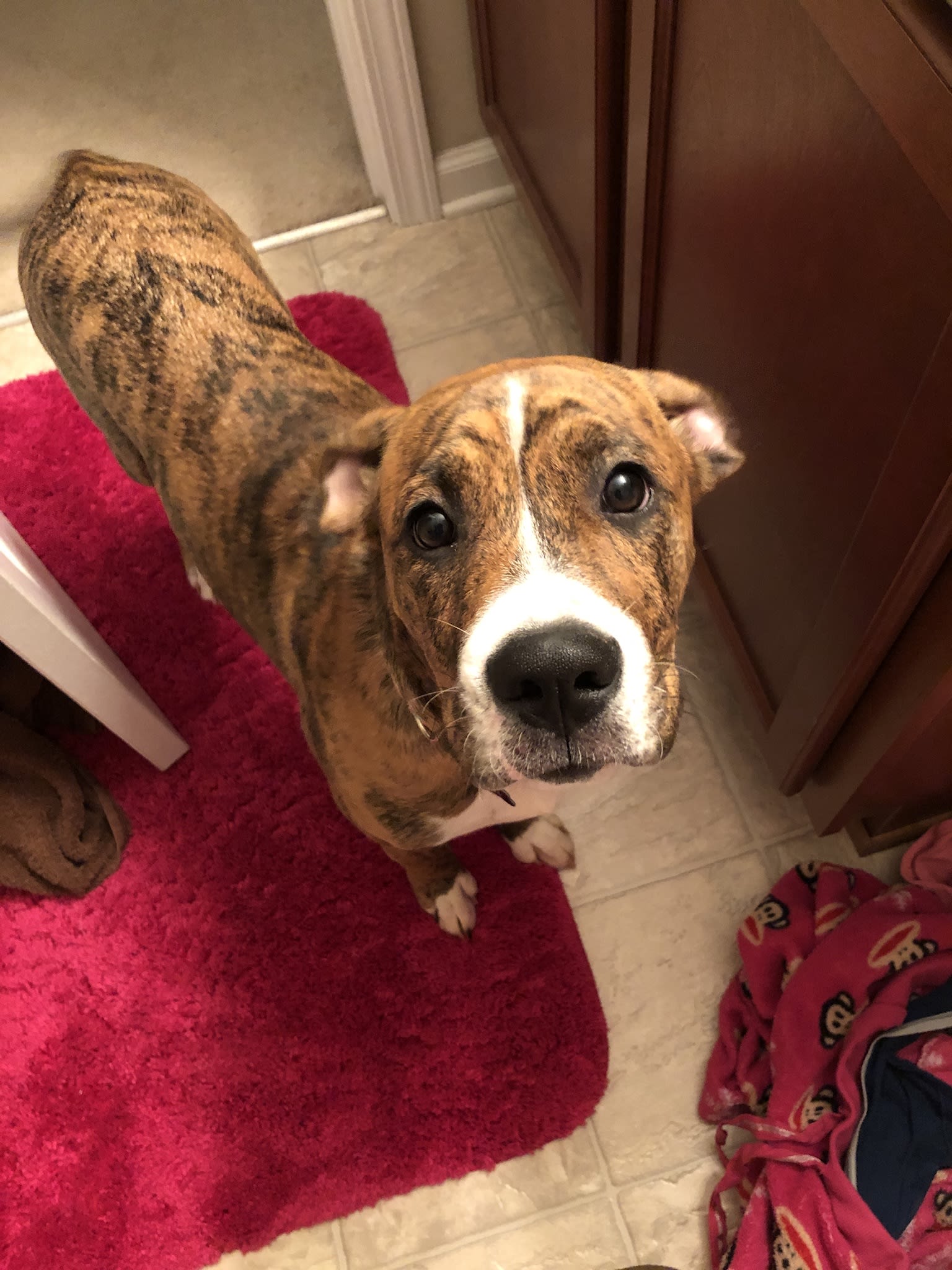 Stella