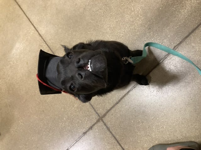 Rosie Rosie