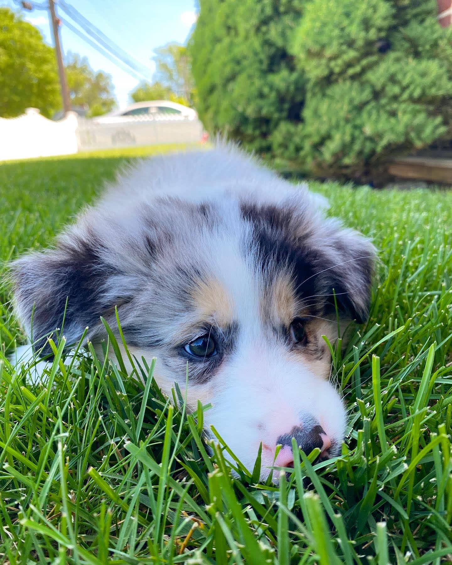 Pia Pia