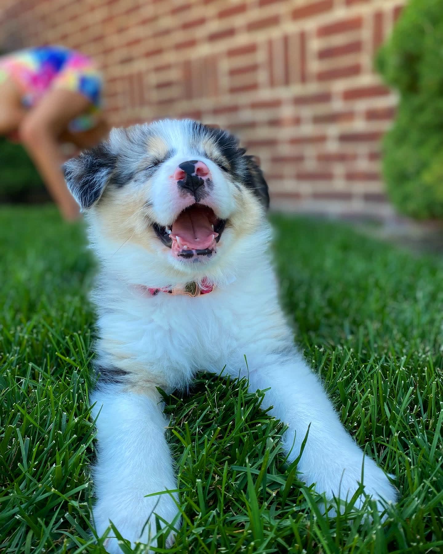 Pia Pia
