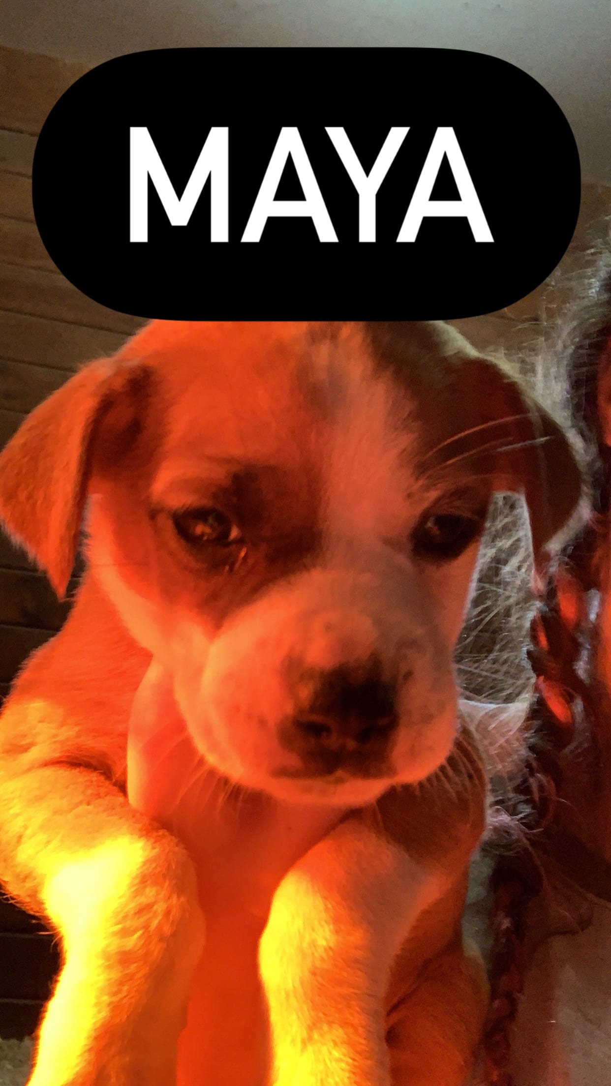Maya Maya