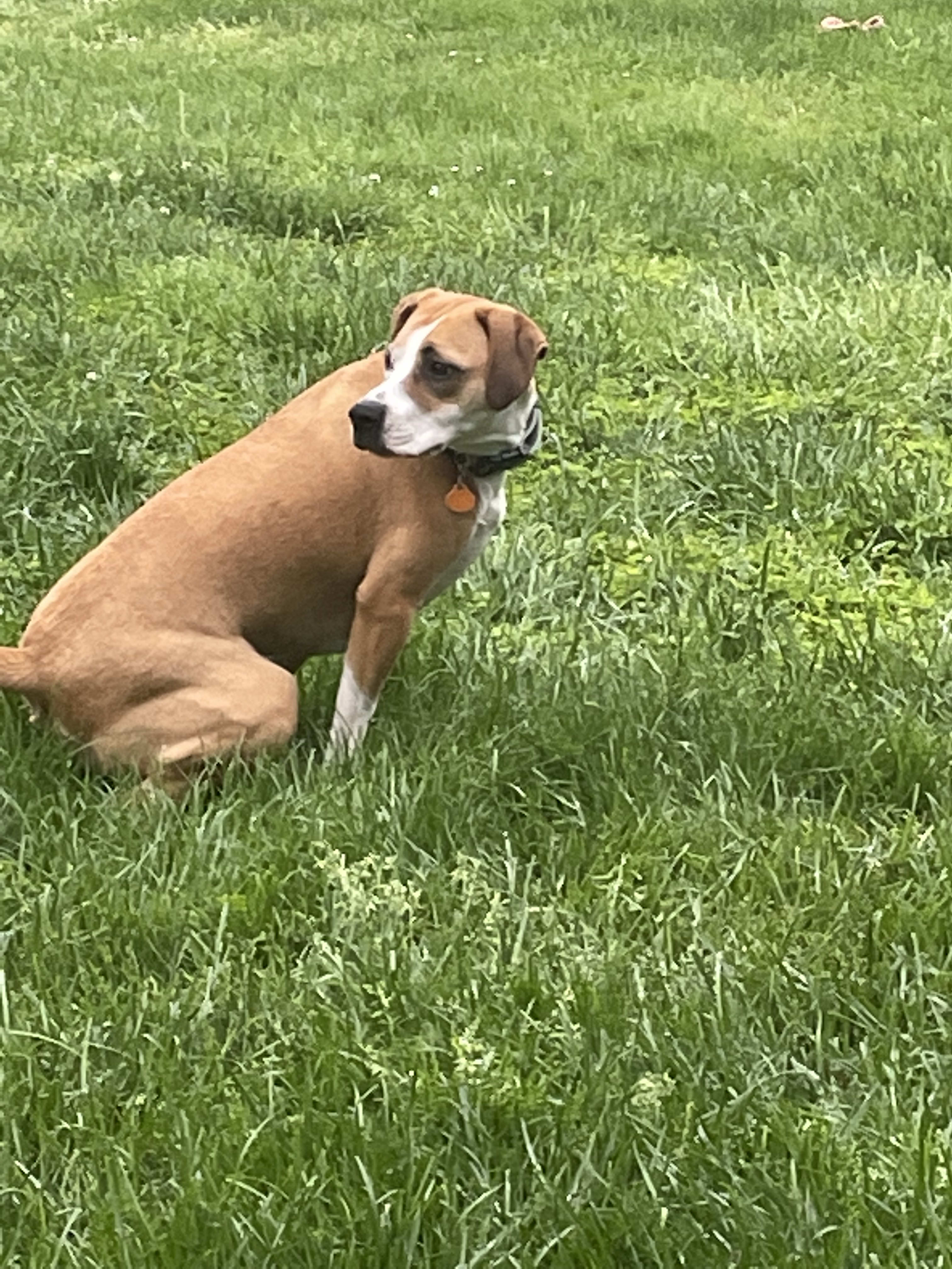 Maya Maya