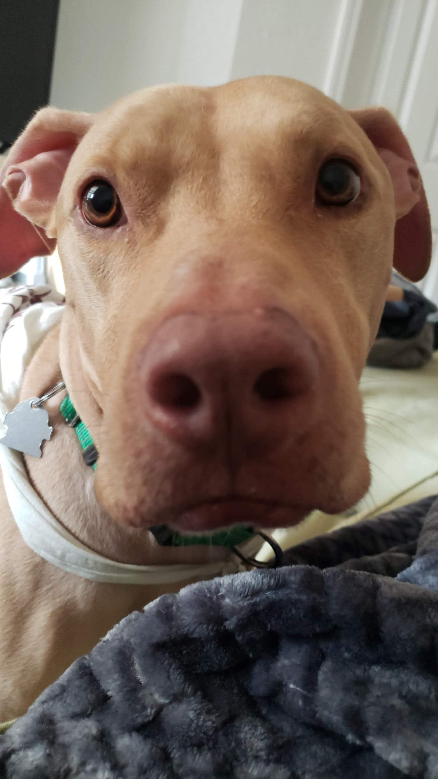 Peanut