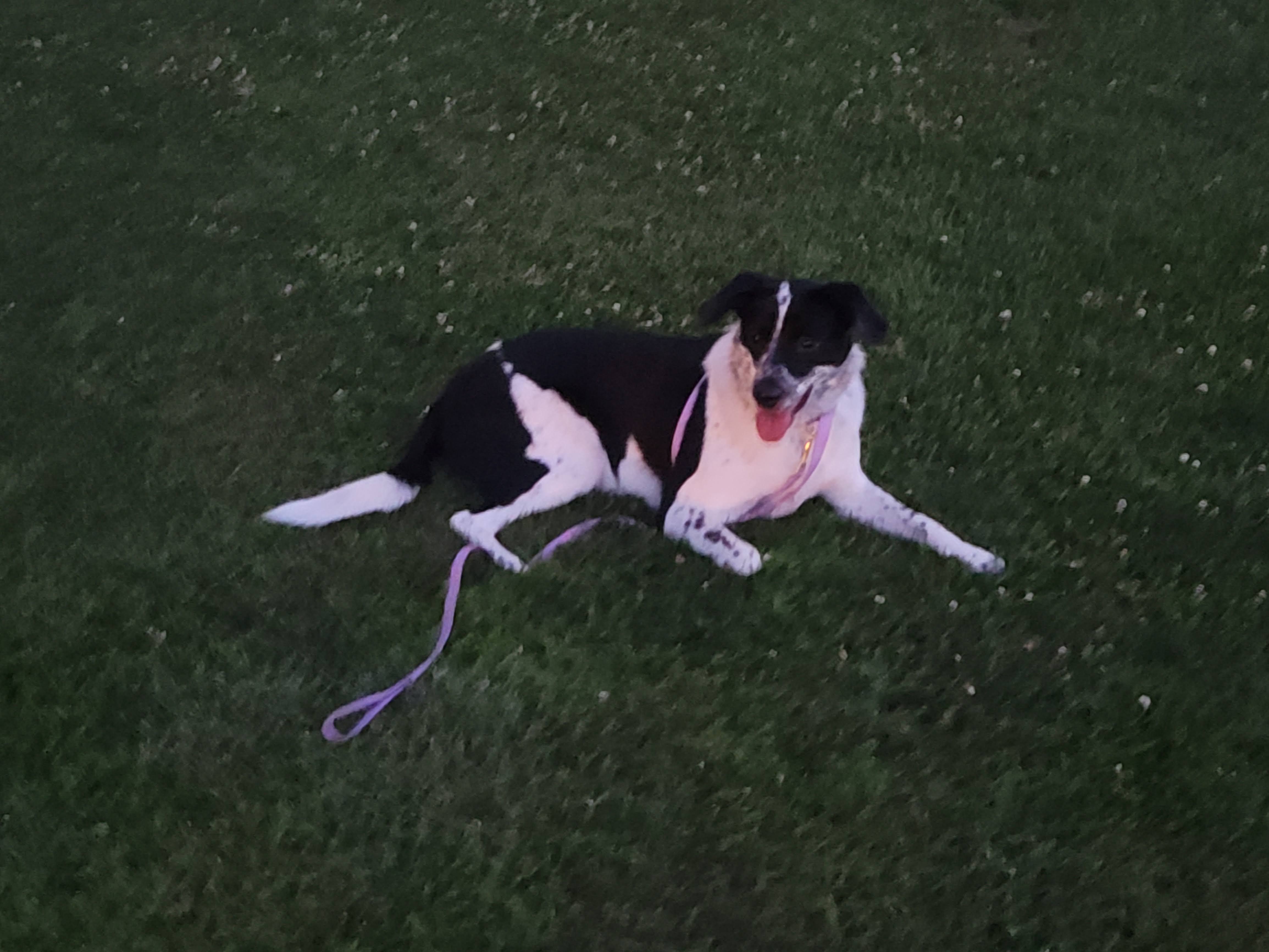 Nala Nala