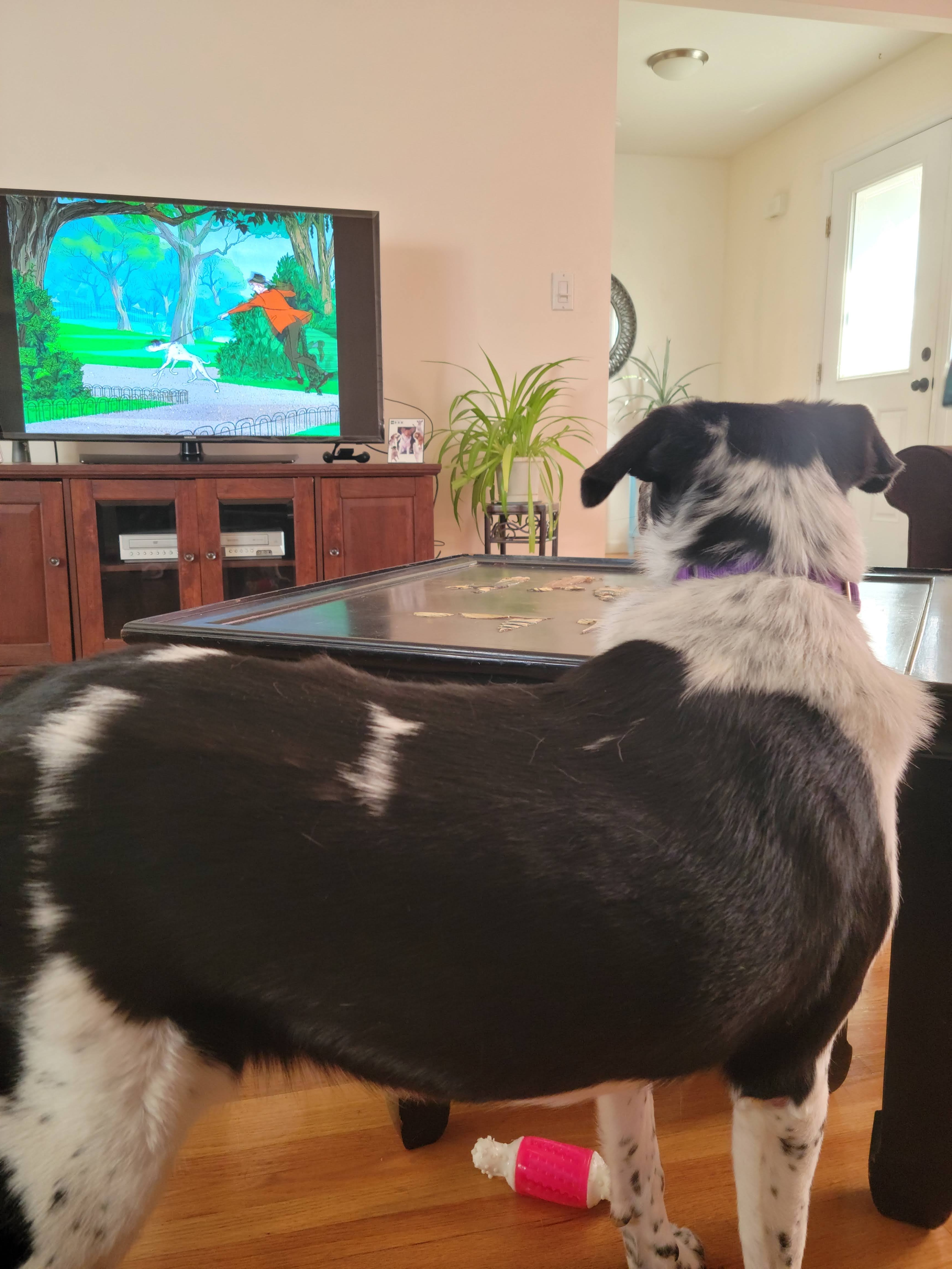 Nala Nala