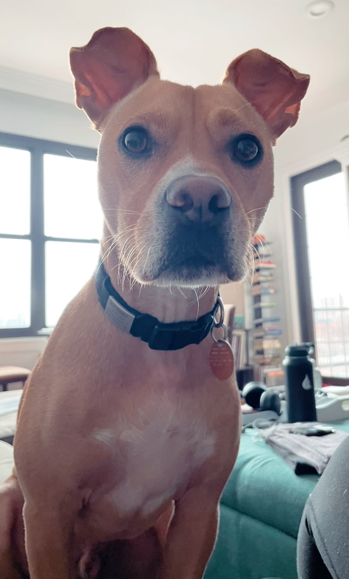 Butternut Butternut