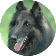 Animal Welfare League of South Australia