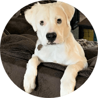 God's Dogs Rescue