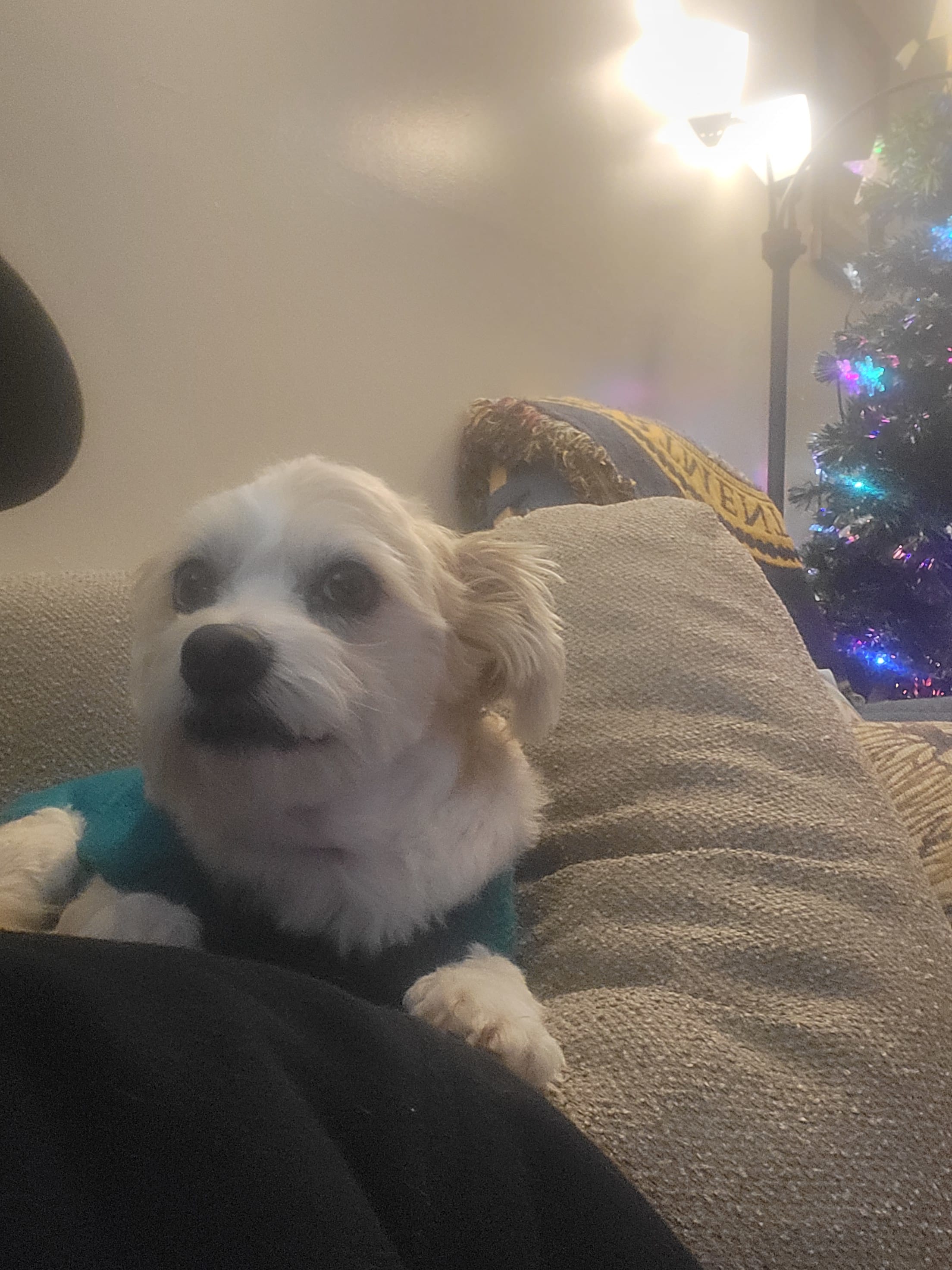 Benji