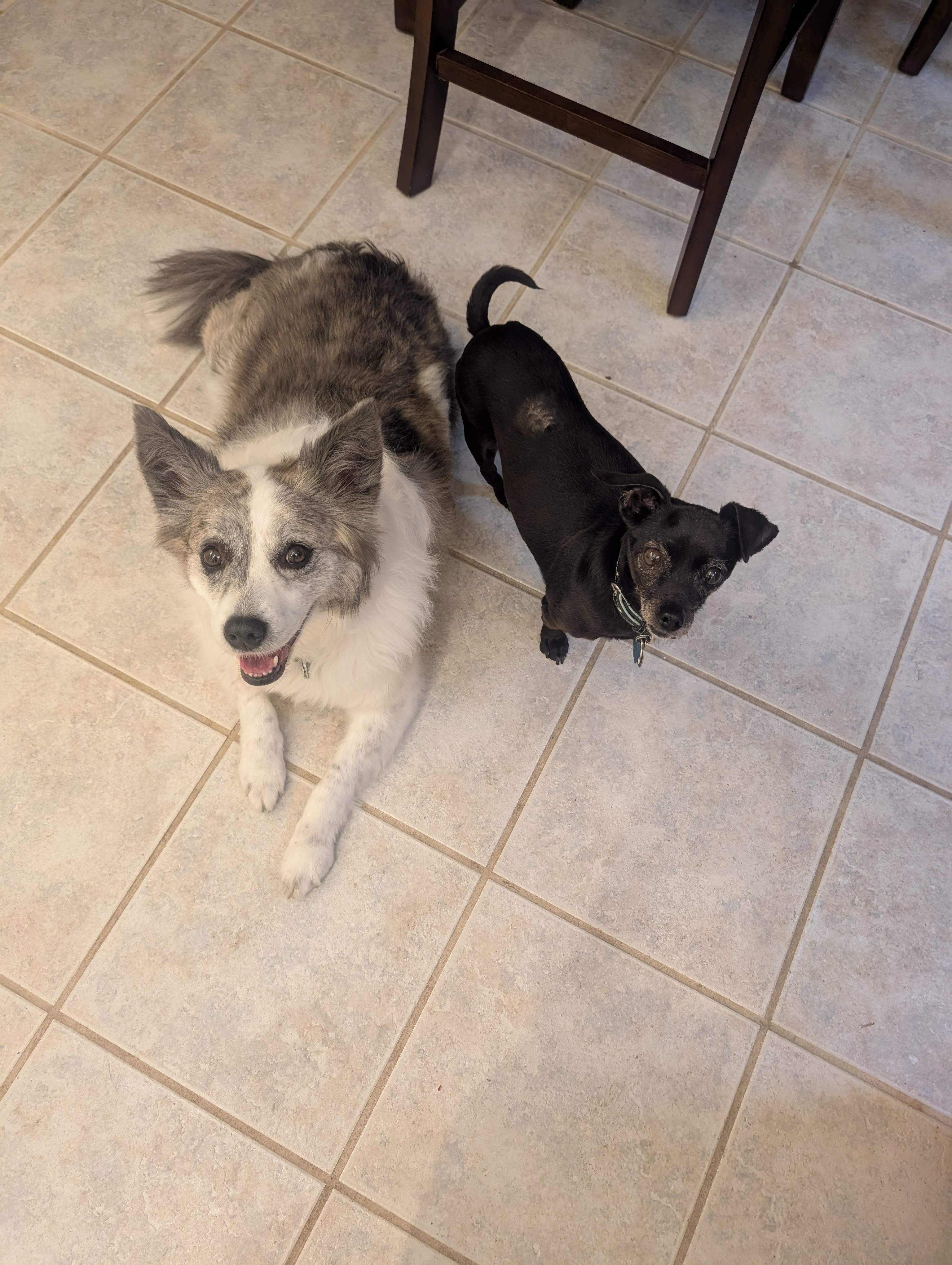 Bella and Harley