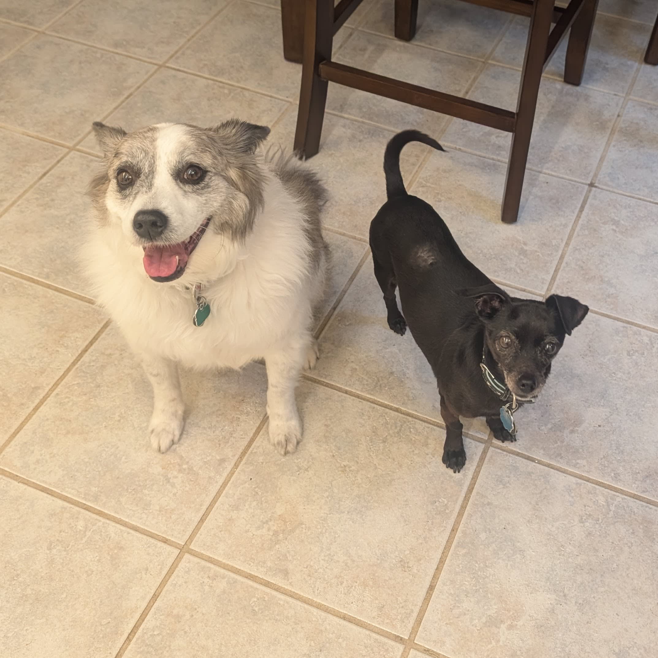 Bella and Harley