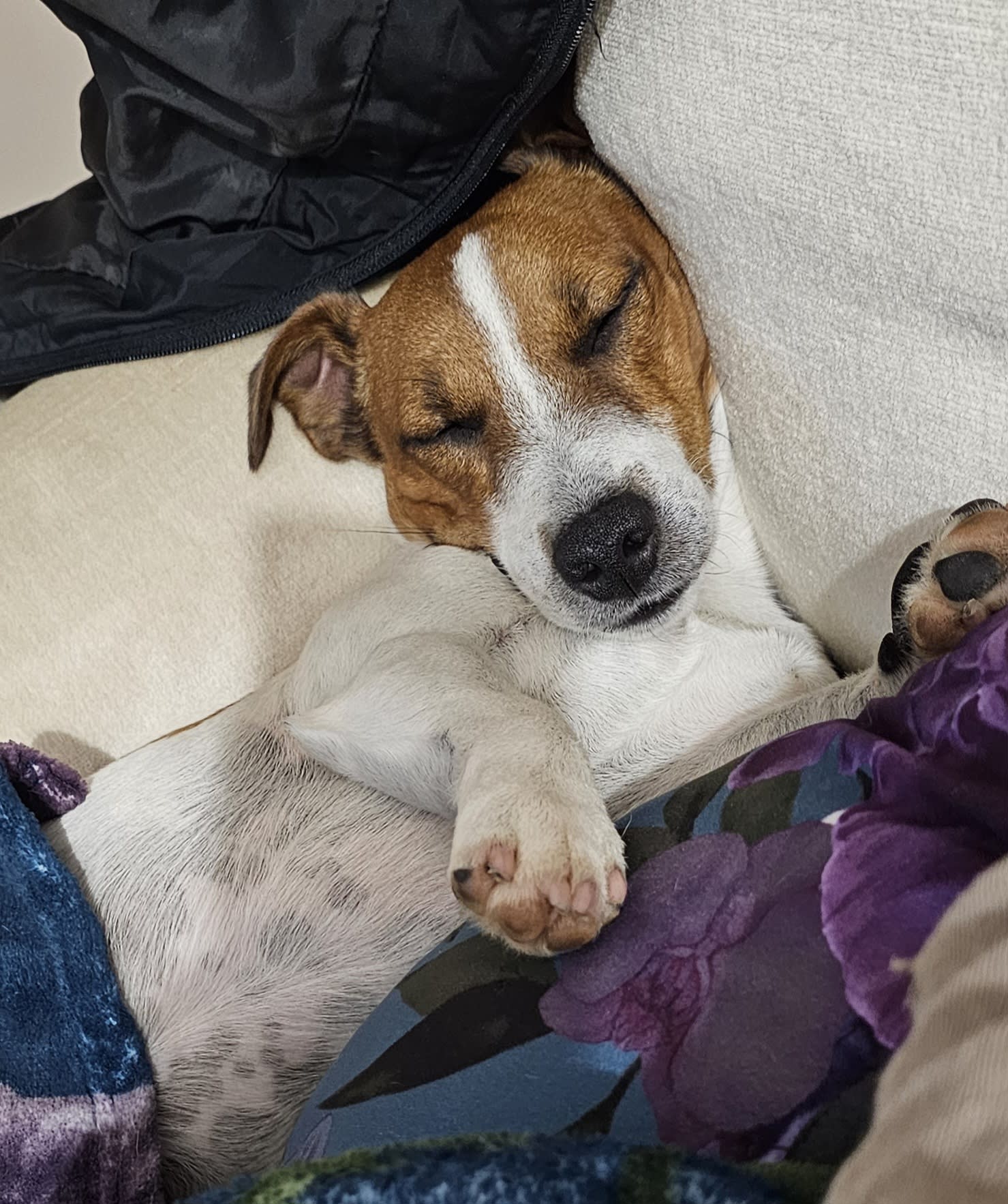Otto