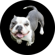 Pitsquad rescue