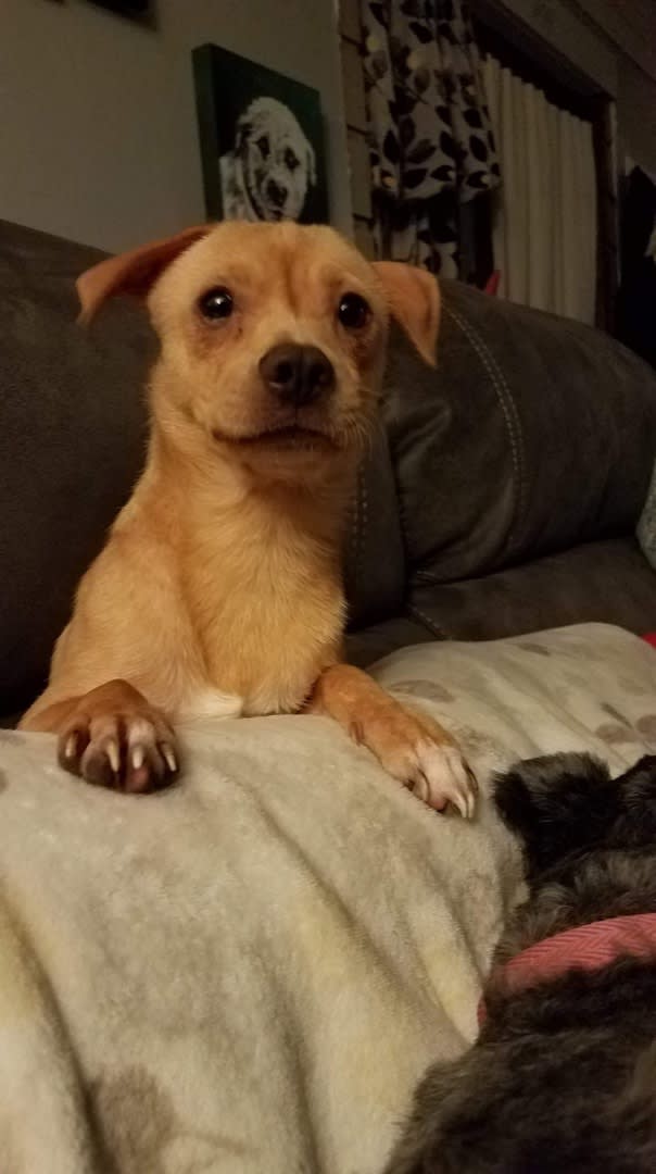 Buddy