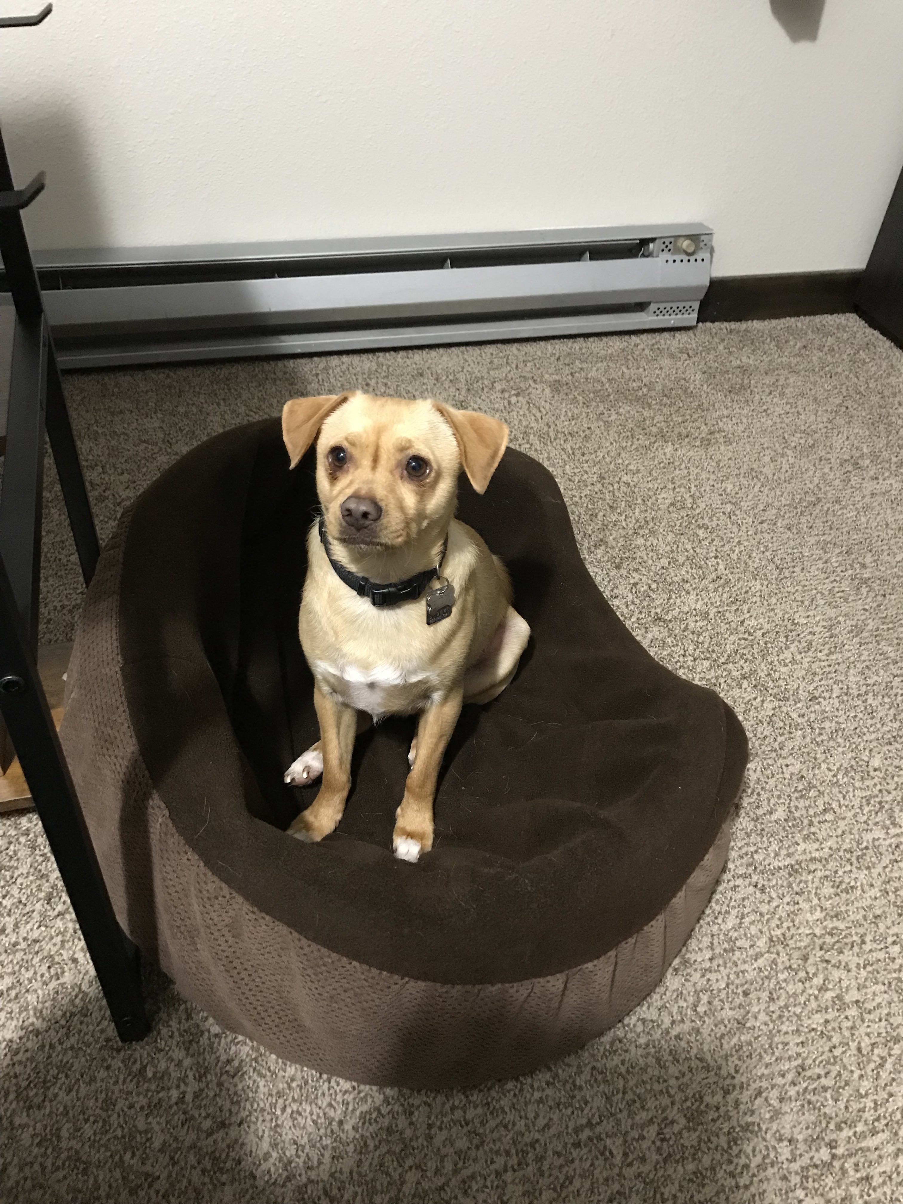 Buddy