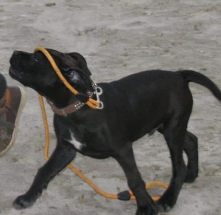Xena