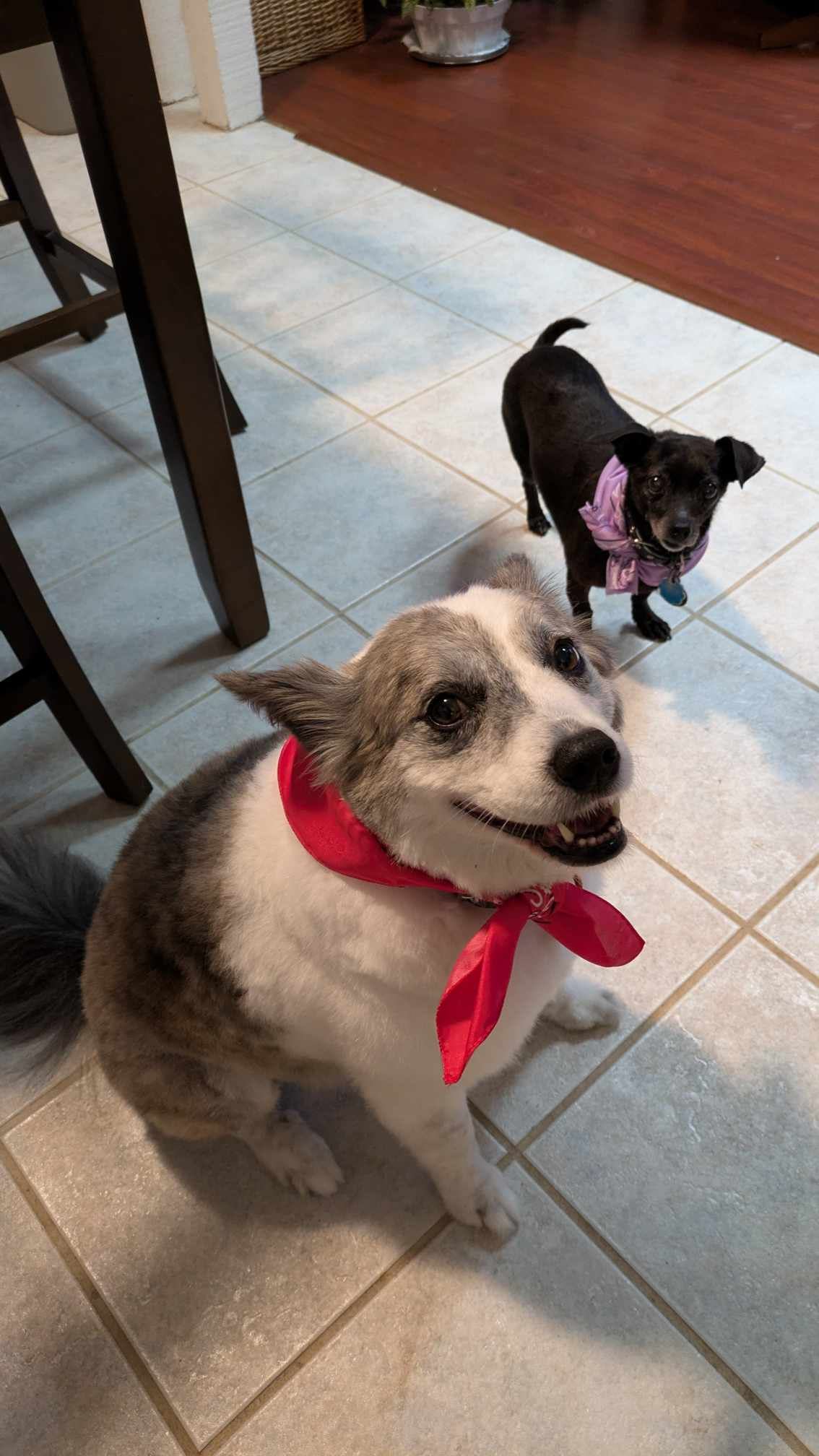 Bella and Harley