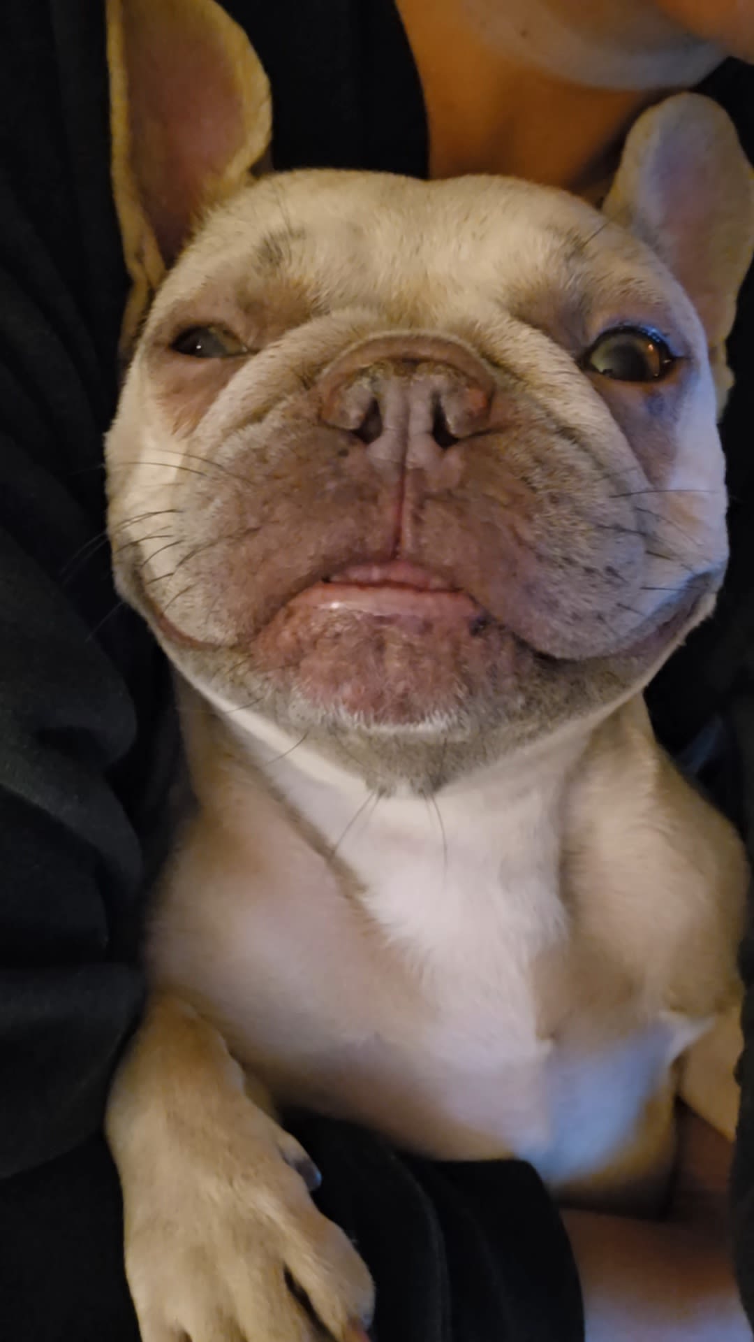 Nomi