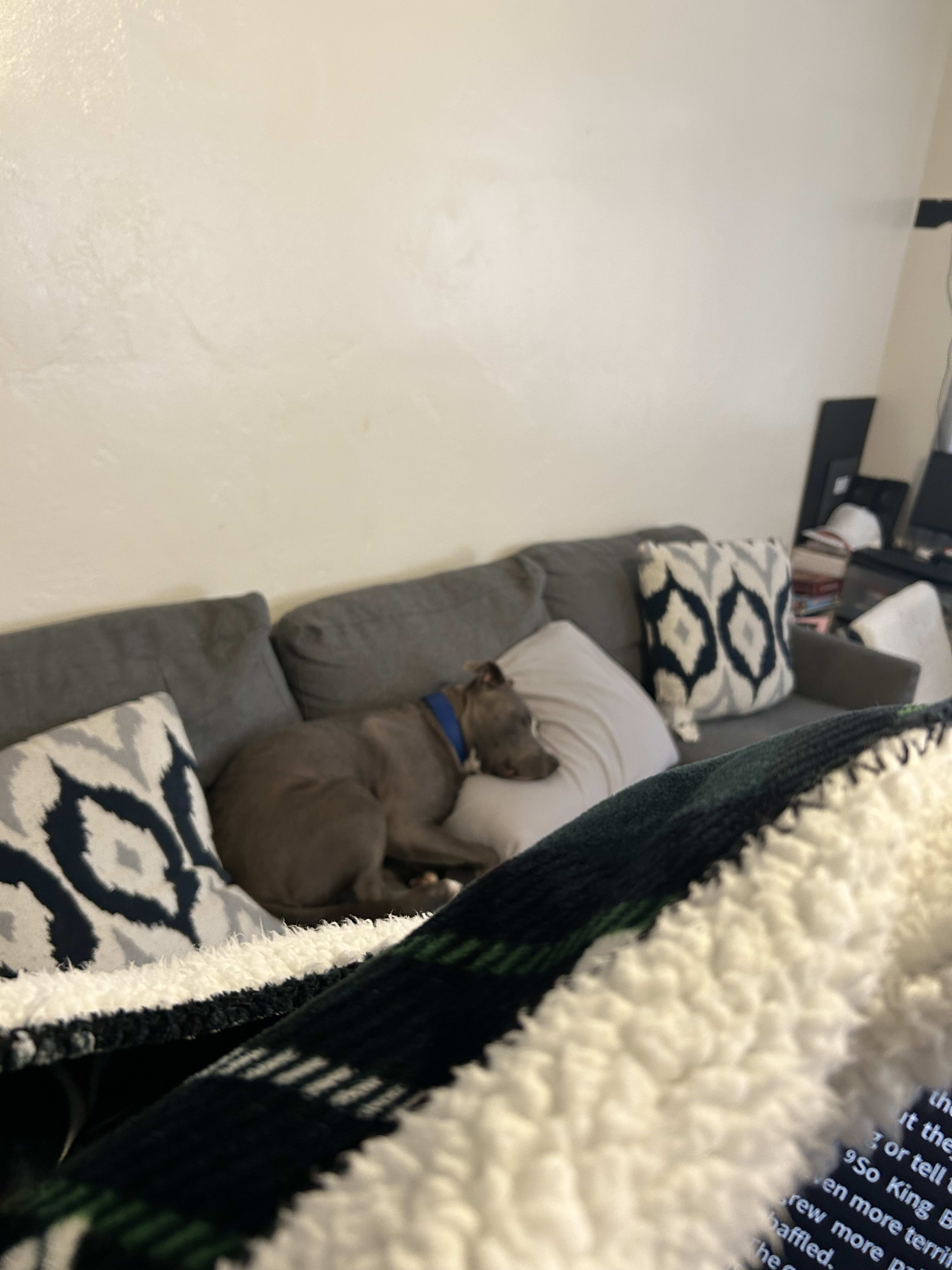 Pup