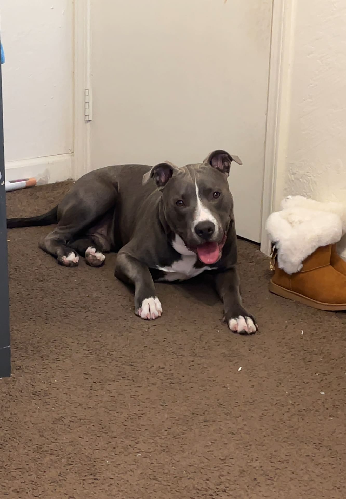Pup