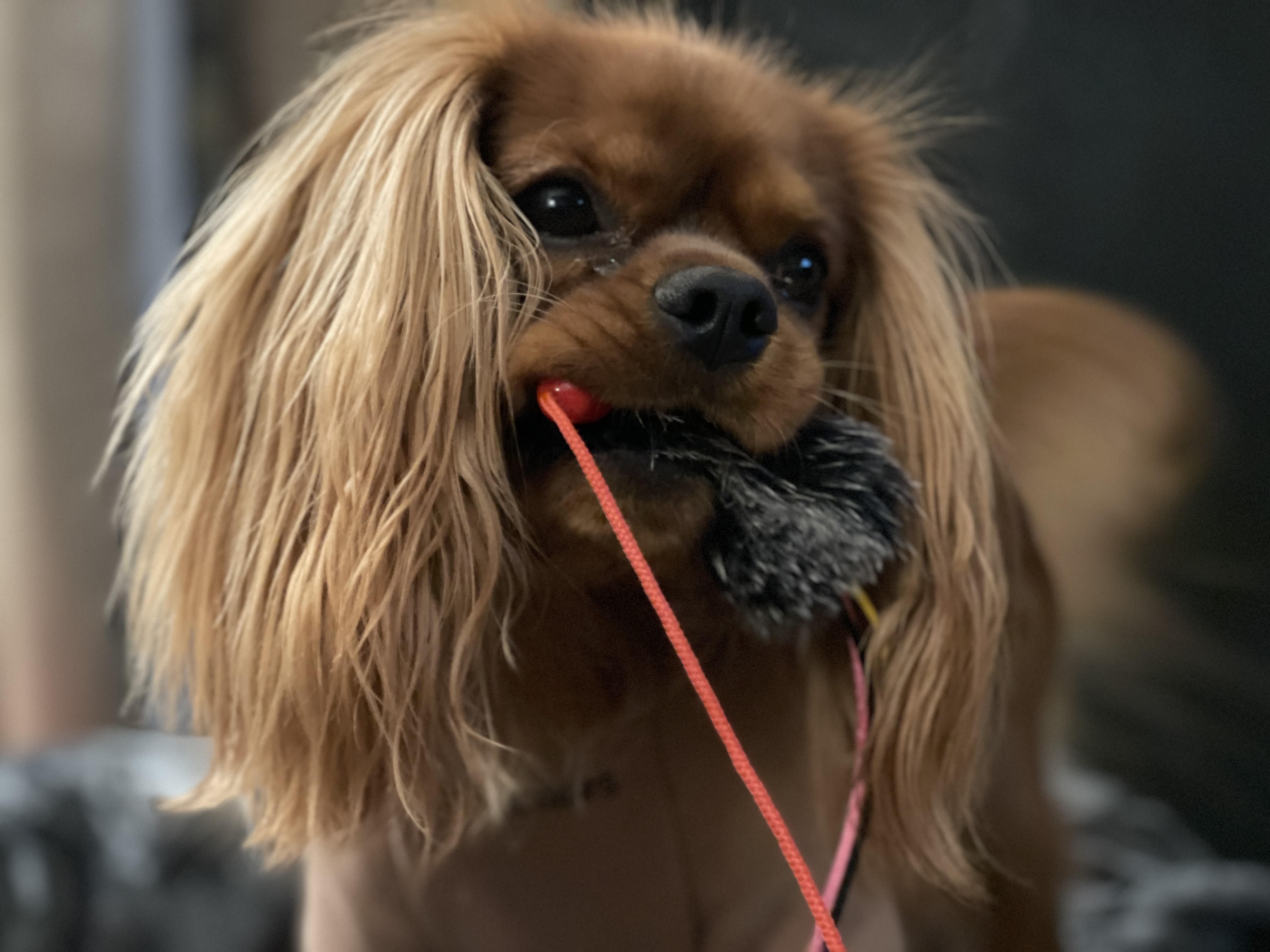 Odin