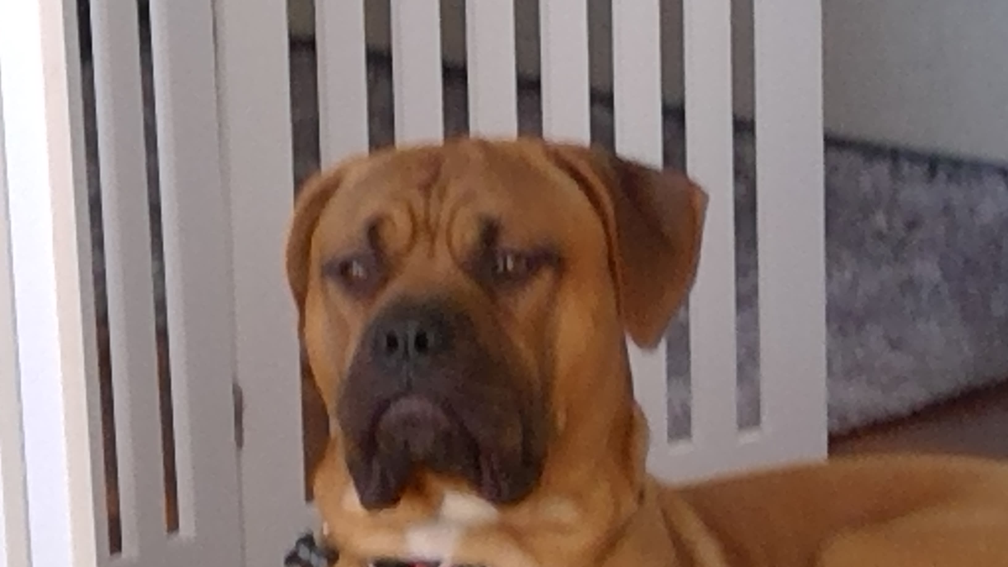Archie