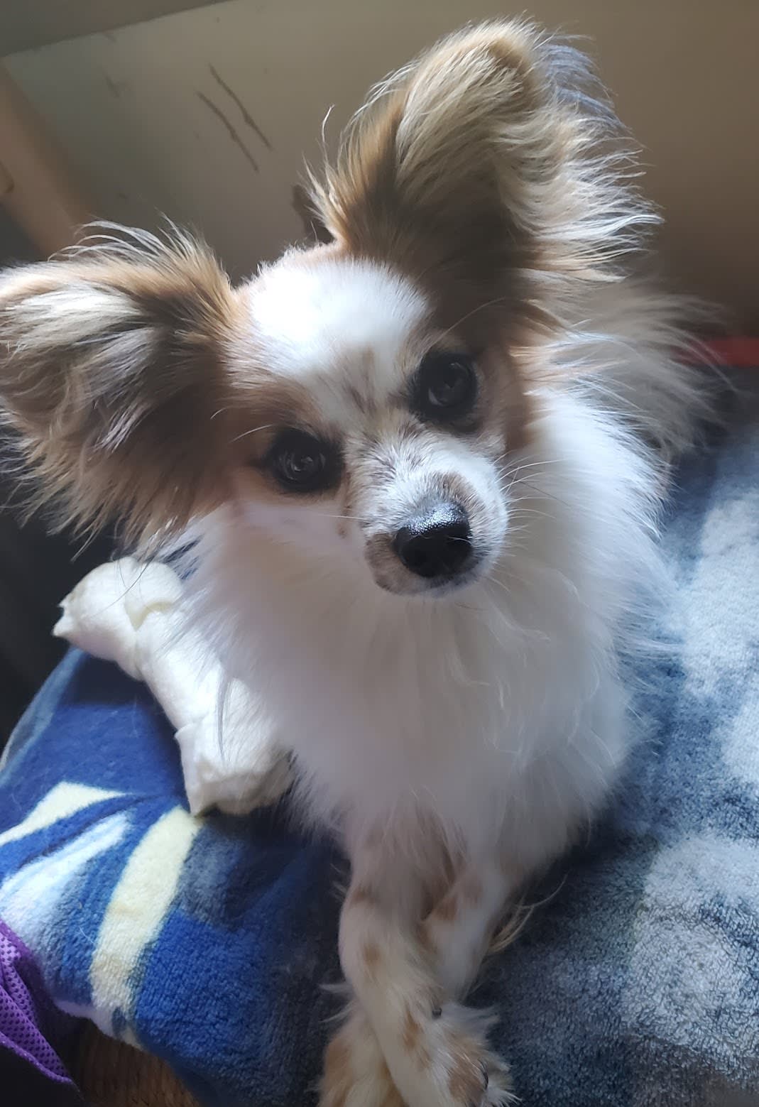 Yoda
